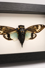 Load image into Gallery viewer, Tosena Splendida Cicada in a frame
