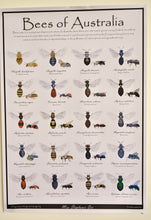 Load image into Gallery viewer, Bees of Australia Identification Poster
