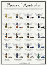 Load image into Gallery viewer, Bees of Australia Identification Poster
