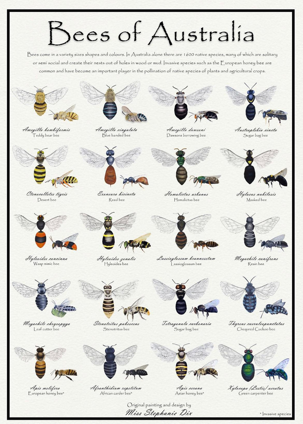 Bees of Australia Identification Poster