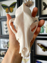 Load image into Gallery viewer, Replica Dog Skull | Resin Printed
