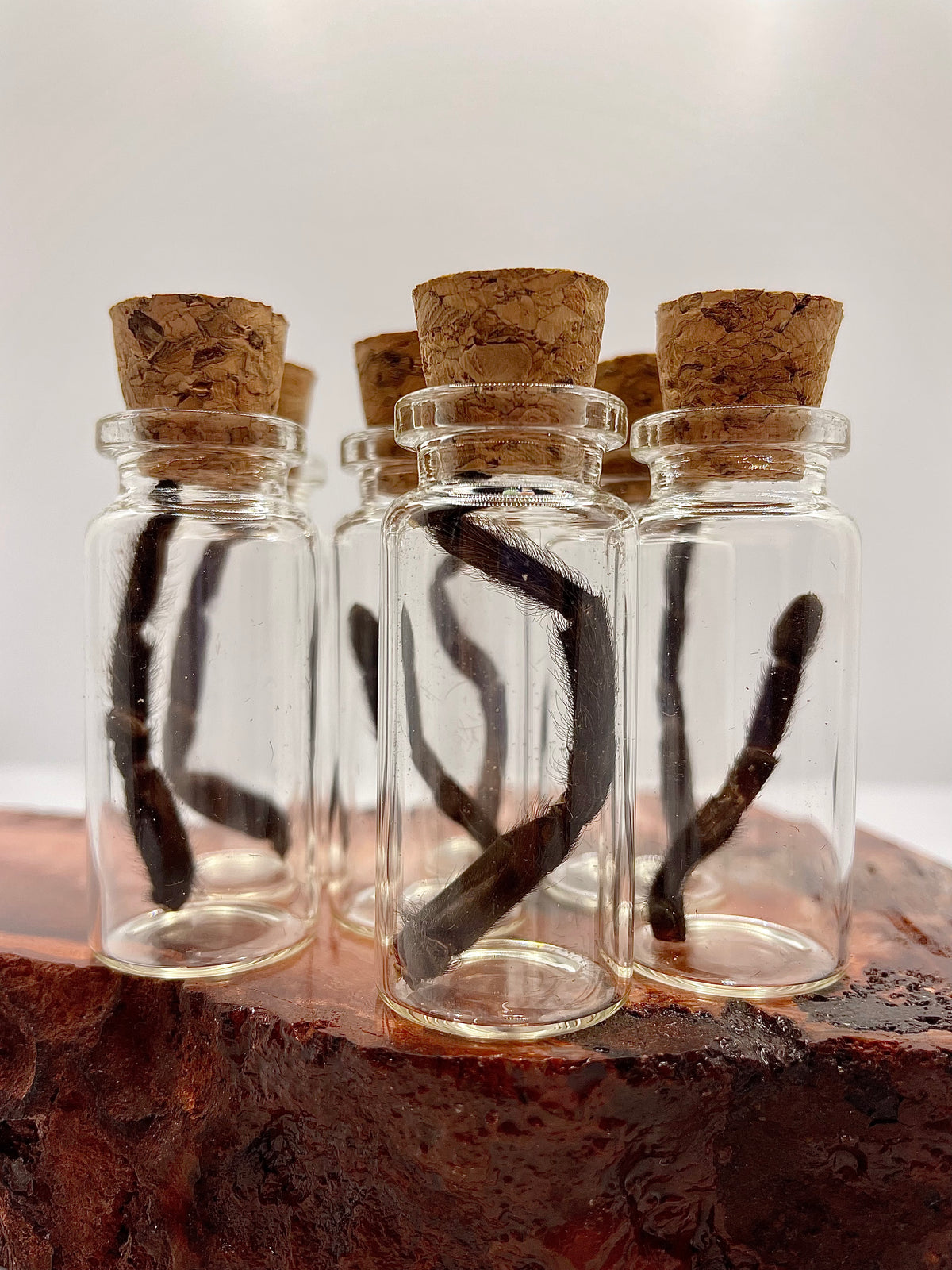 Tarantula leg in a jar