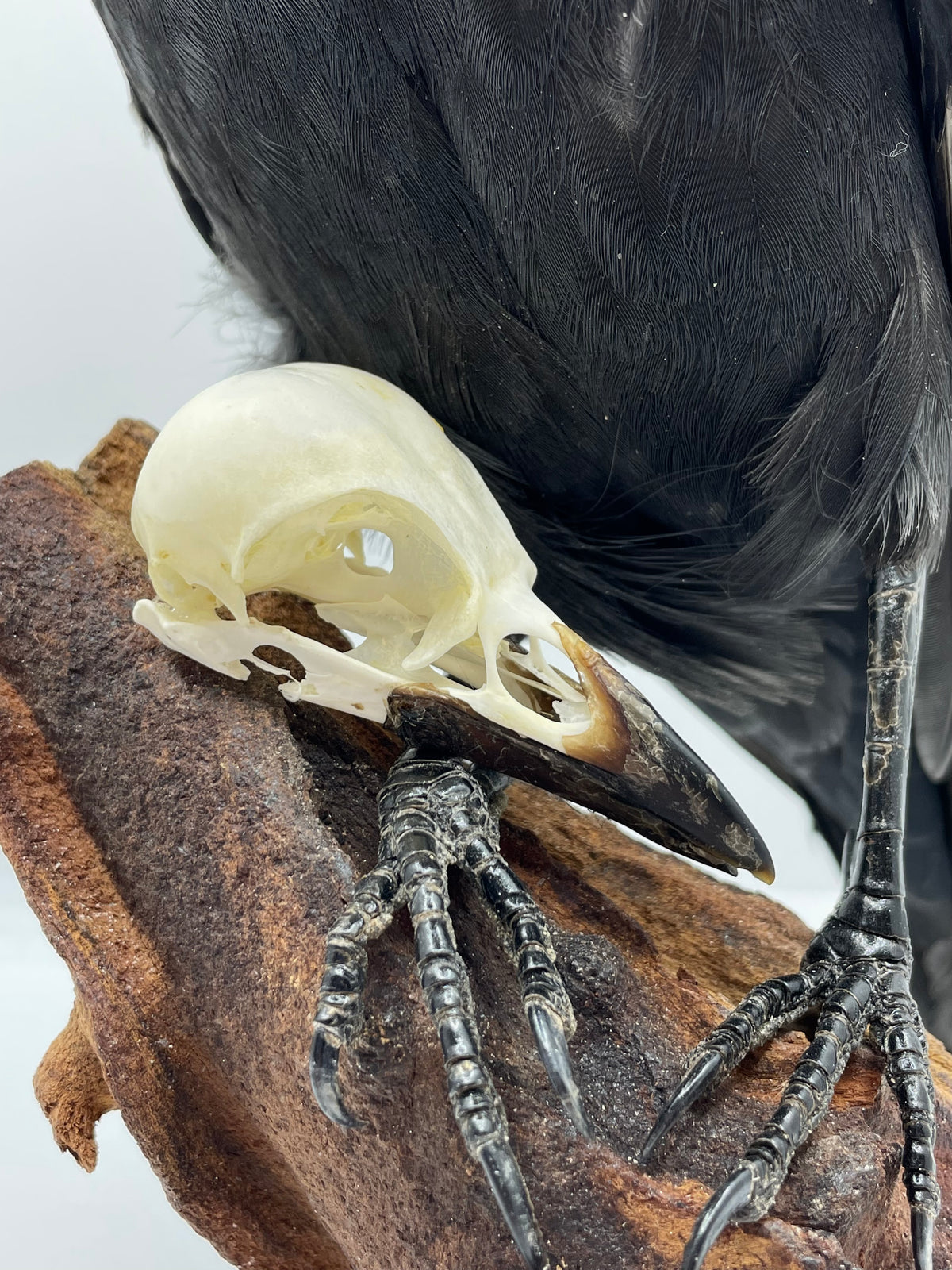 Crow / Pica Pica / Eurasian Magpie Skull