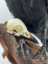 Load image into Gallery viewer, Crow / Pica Pica / Eurasian Magpie Skull
