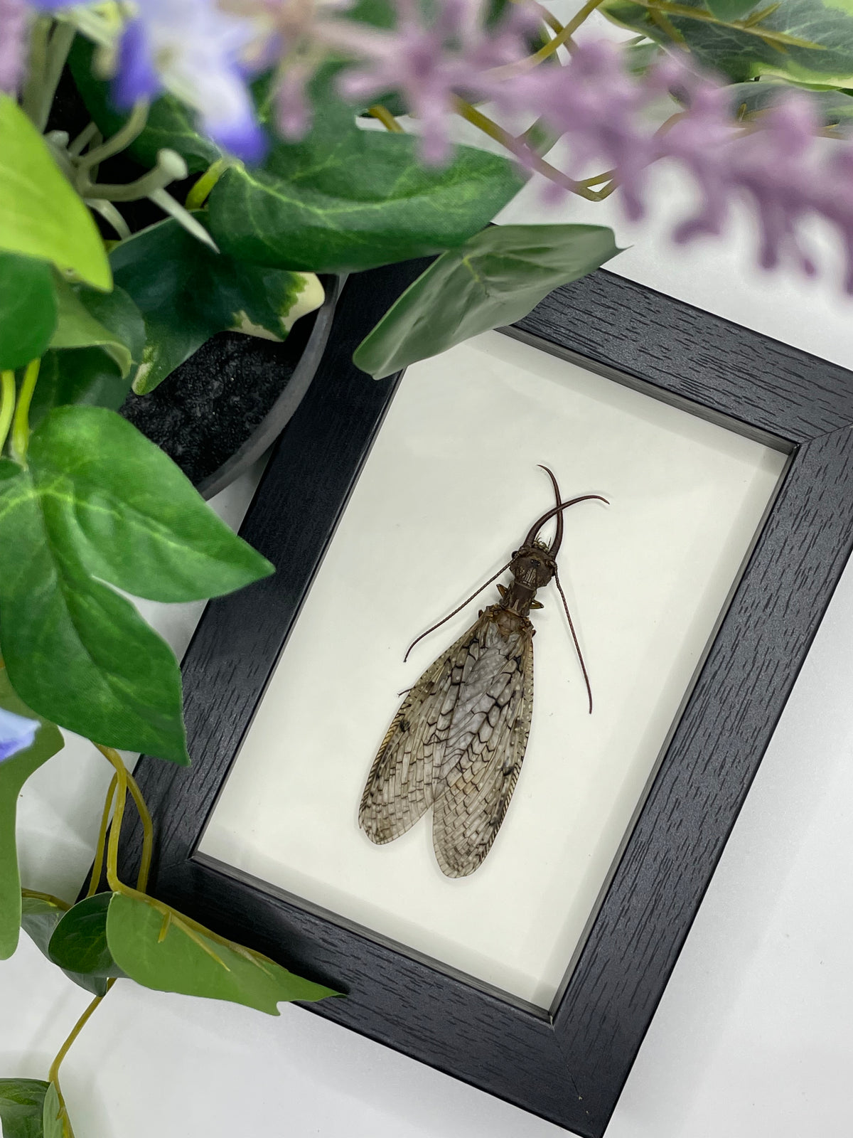 Dobsonfly in a frame