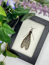 Load image into Gallery viewer, Dobsonfly in a frame
