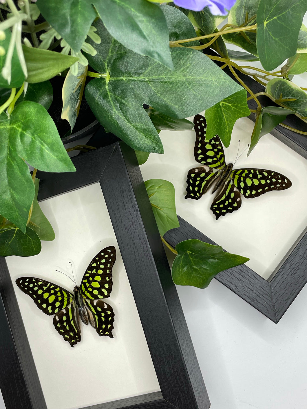 Tailed Jay butterfly / Graphium Agamemnon in a frame