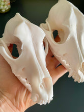 Load image into Gallery viewer, Replica Dog Skull | Resin Printed
