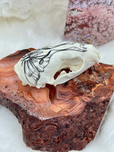 Load image into Gallery viewer, Hand Painted Marten Skull - Moon Moth
