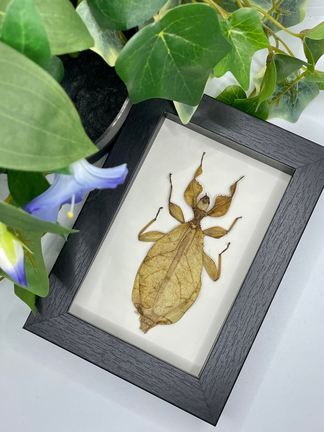 Leaf Insect / Phyllium Celebicum in a frame