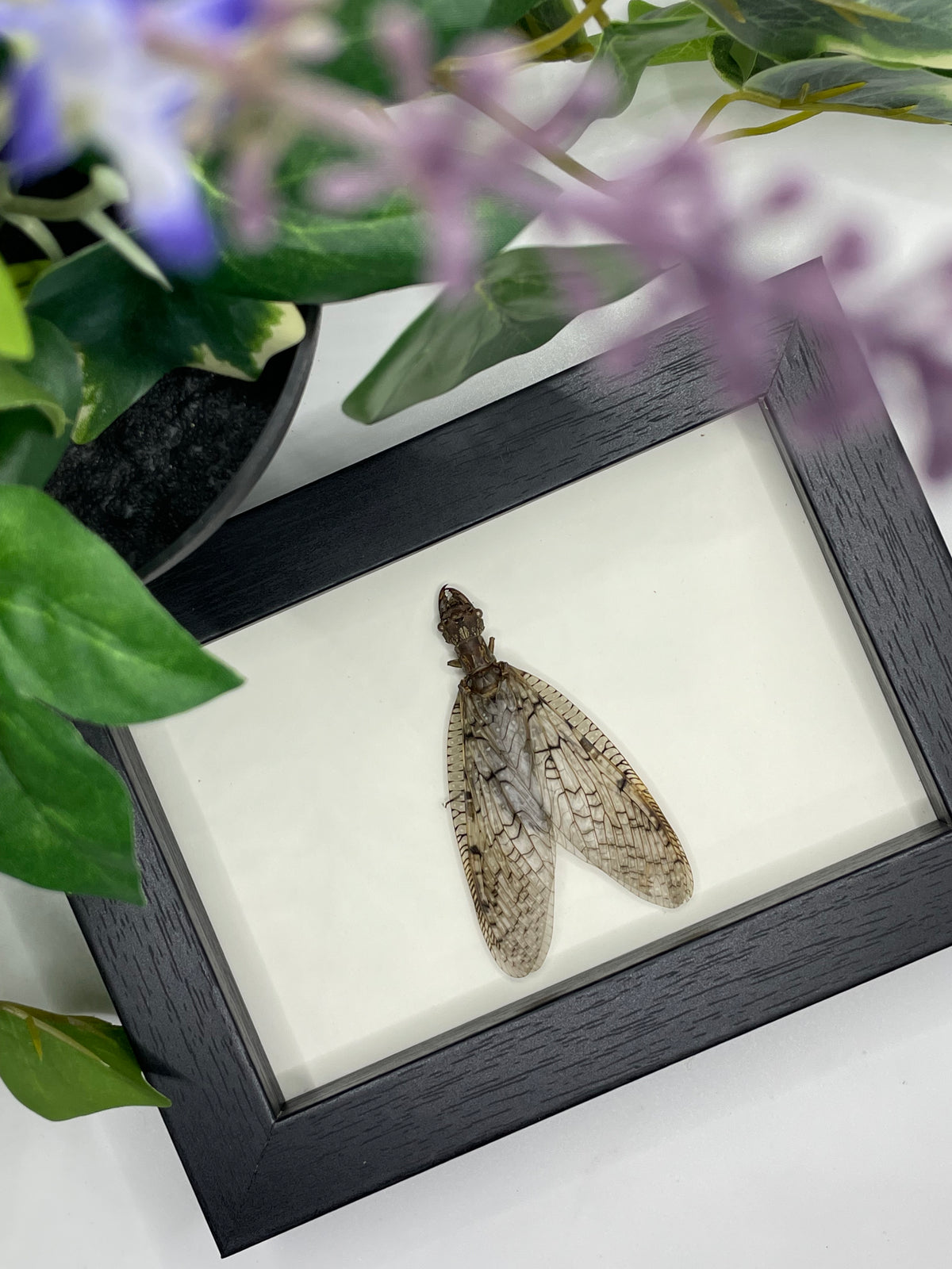 Dobsonfly in a frame