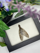 Load image into Gallery viewer, Dobsonfly in a frame
