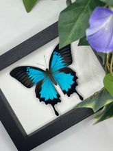 Load image into Gallery viewer, Papilio Ulysses / Blue Emperor Swallowtail Butterfly in a frame
