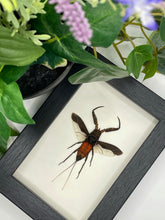 Load image into Gallery viewer, Water Scorpion / Nepa Rubra  in a frame | Portrait
