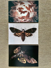 Load image into Gallery viewer, Death&#39;s-head Hawkmoth Postcard Prints
