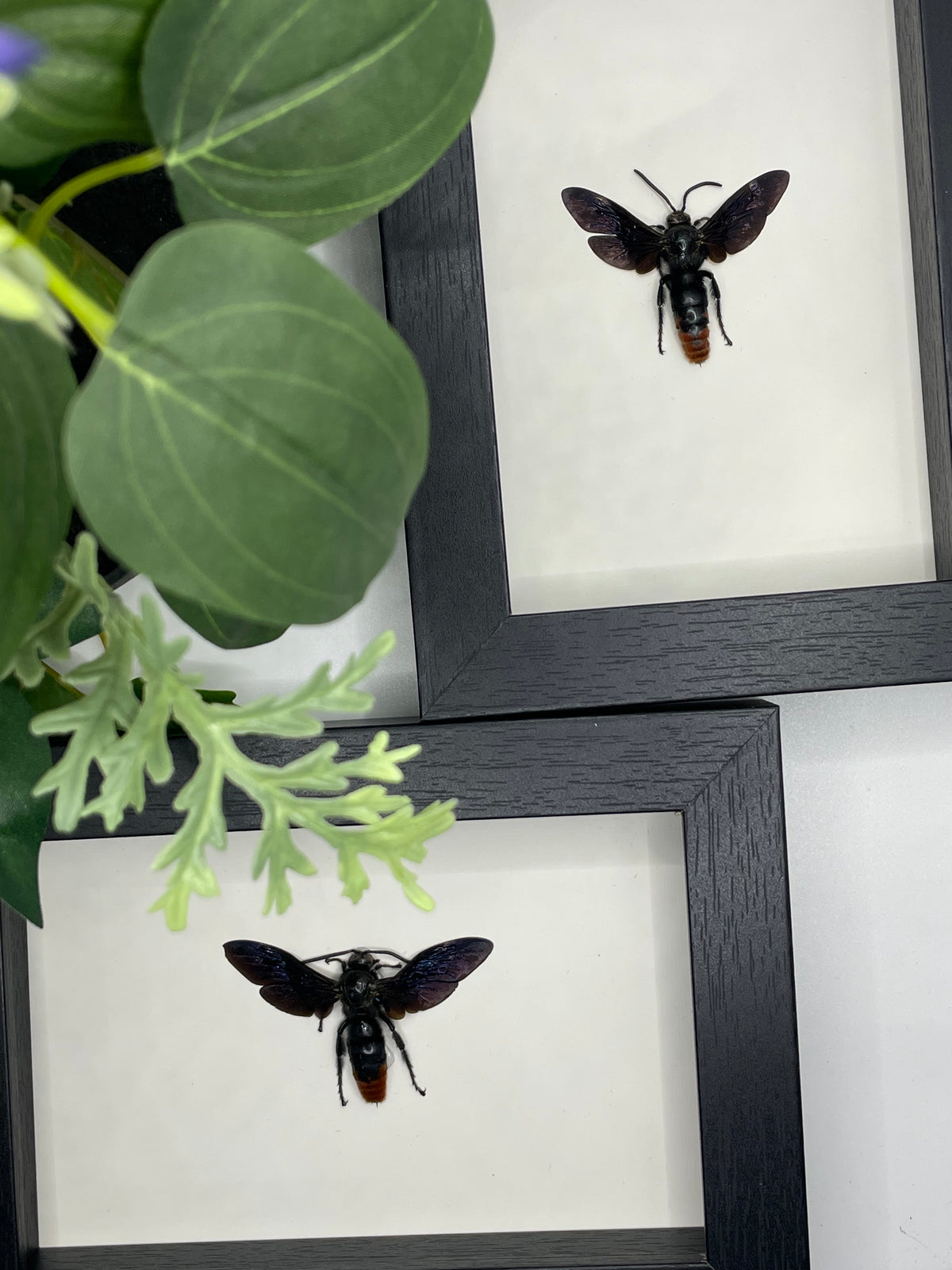 Black Wasp / Megascolia Azurea in a frame
