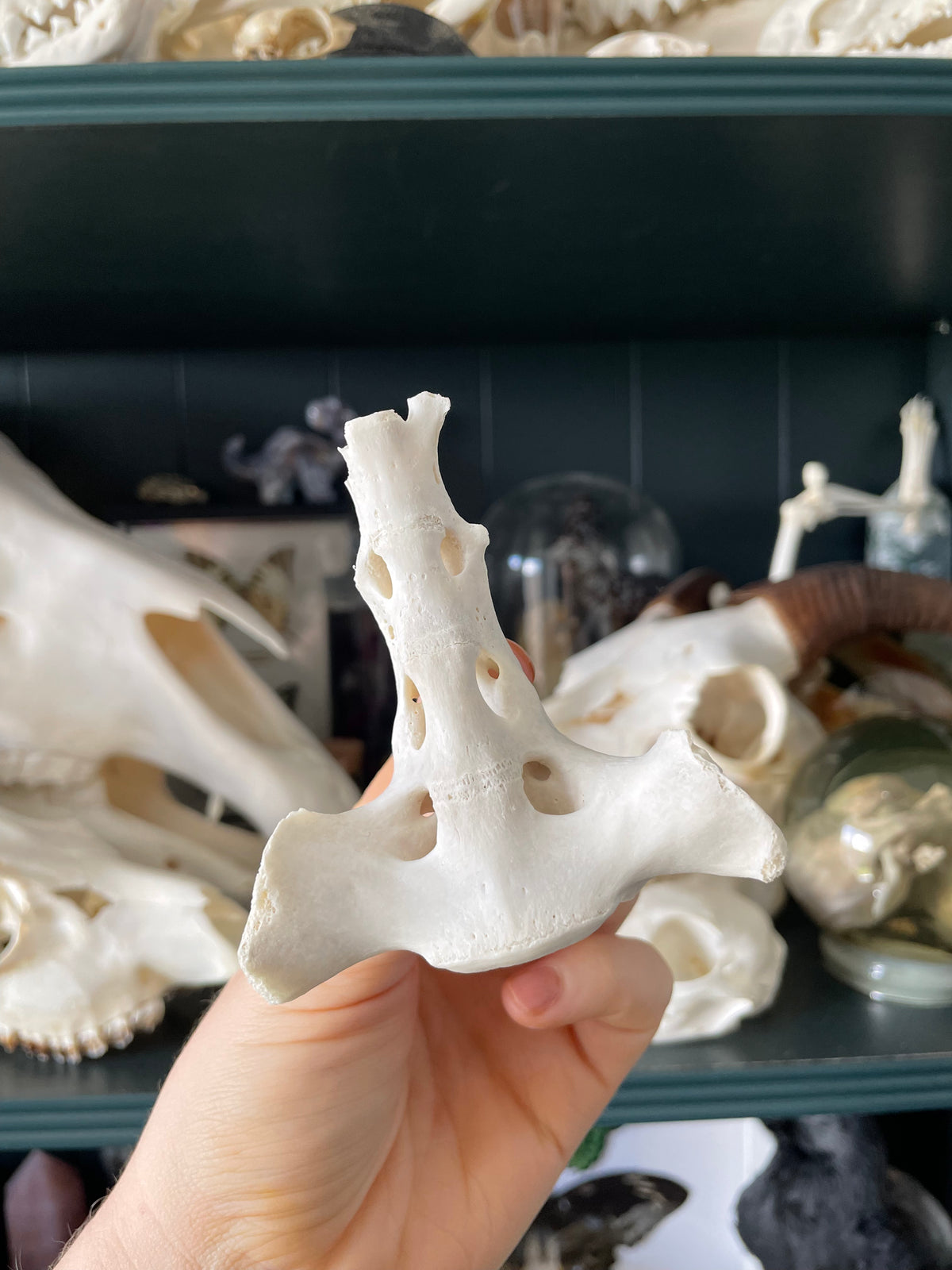 Goat Sacrum Bone