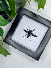 Load image into Gallery viewer, Robber Fly / Microstylum Cilipes in a frame
