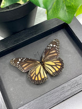 Load image into Gallery viewer, Monarch Butterfly / Danaus Plexippus in a frame - Black
