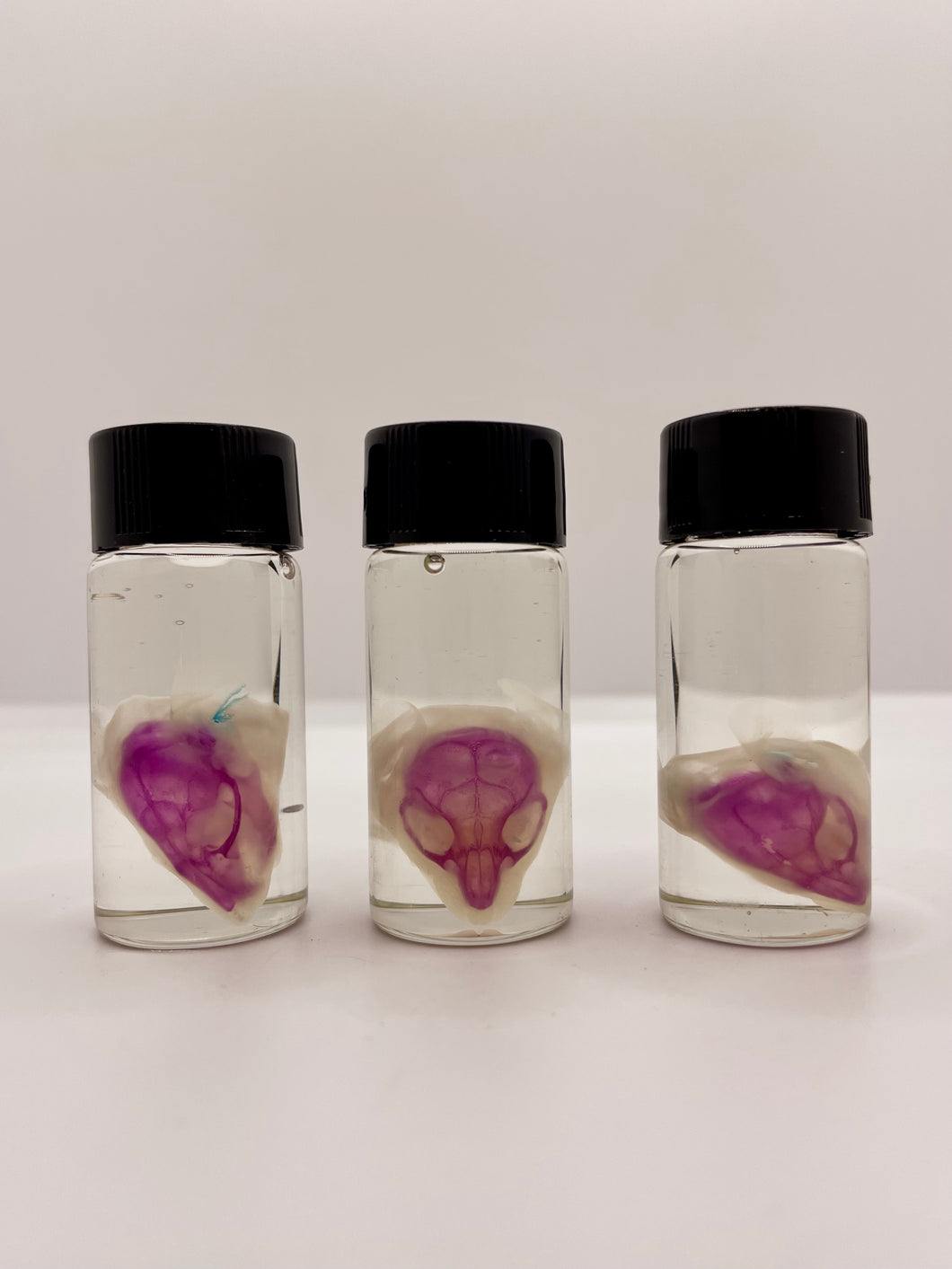Diaphonised Mouse Skull