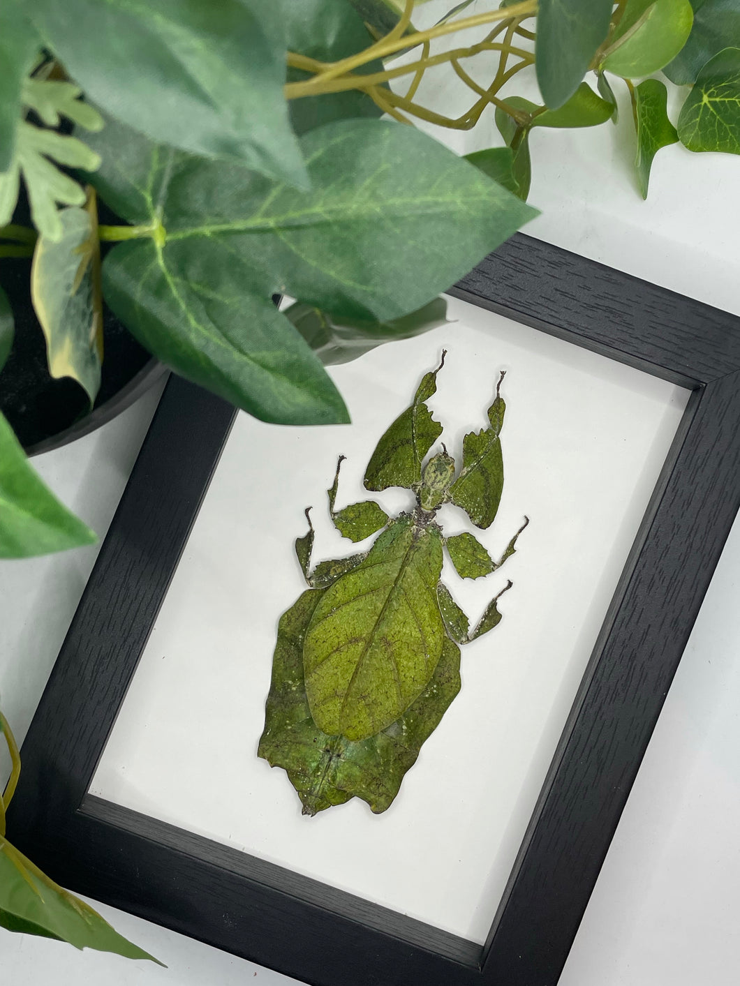Giant Malaysian Leaf Insect / Phyllium Giganteum in a frame