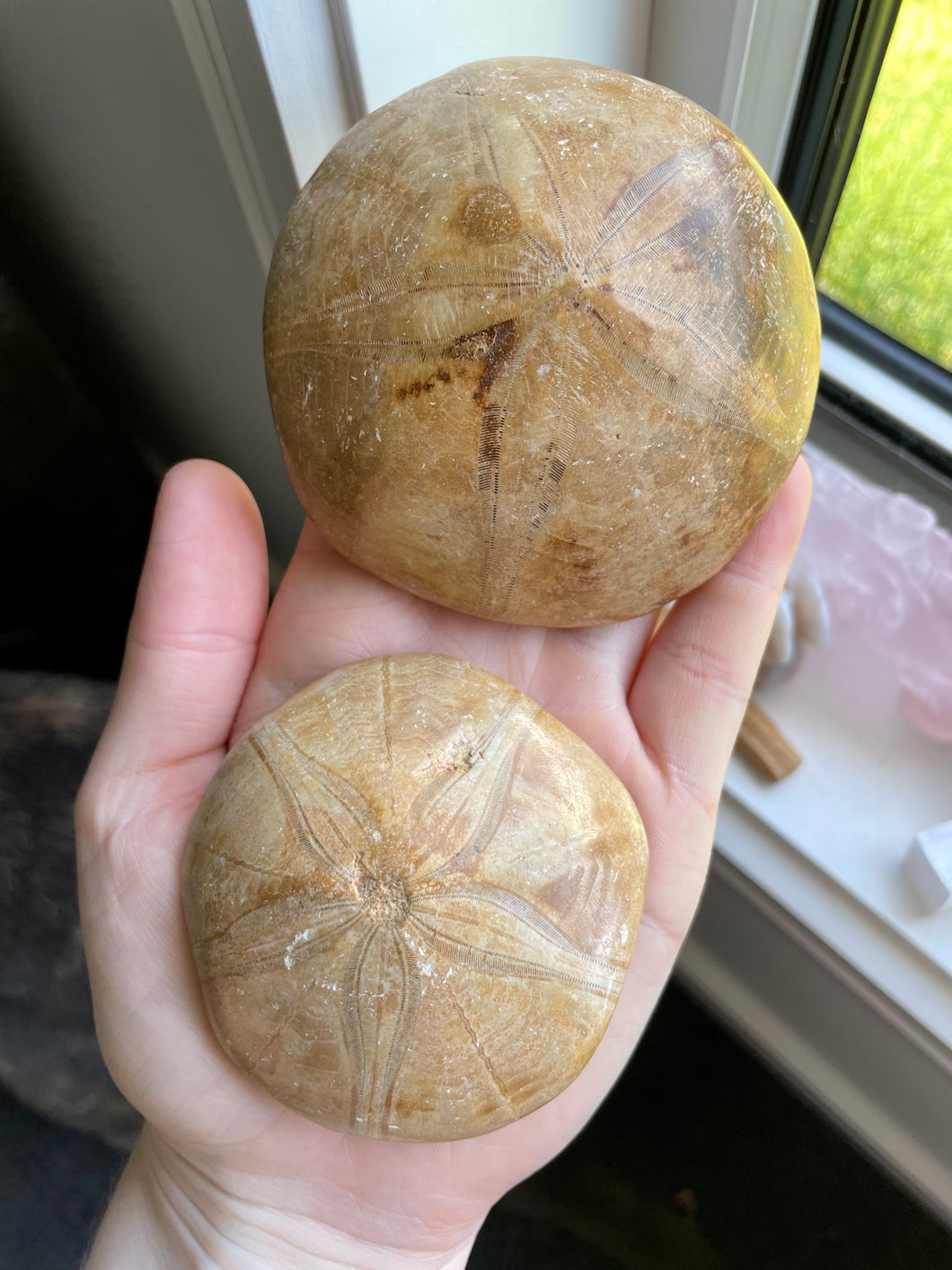 Sea Urchin Fossil | Large