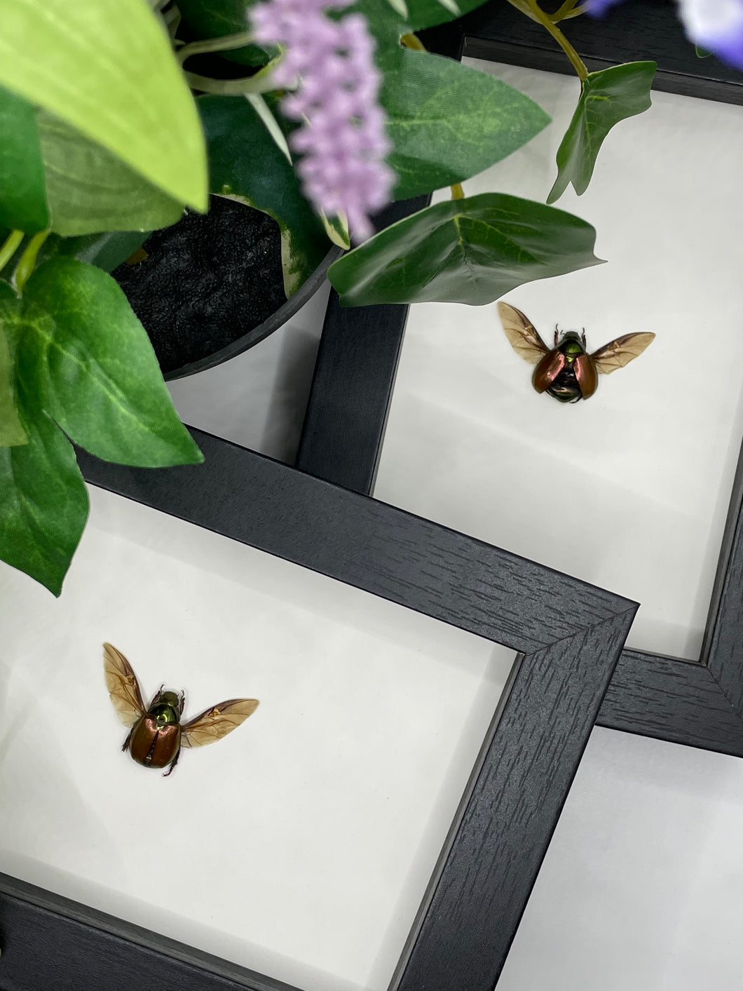 Golden Rutelidae Beetle in a frame