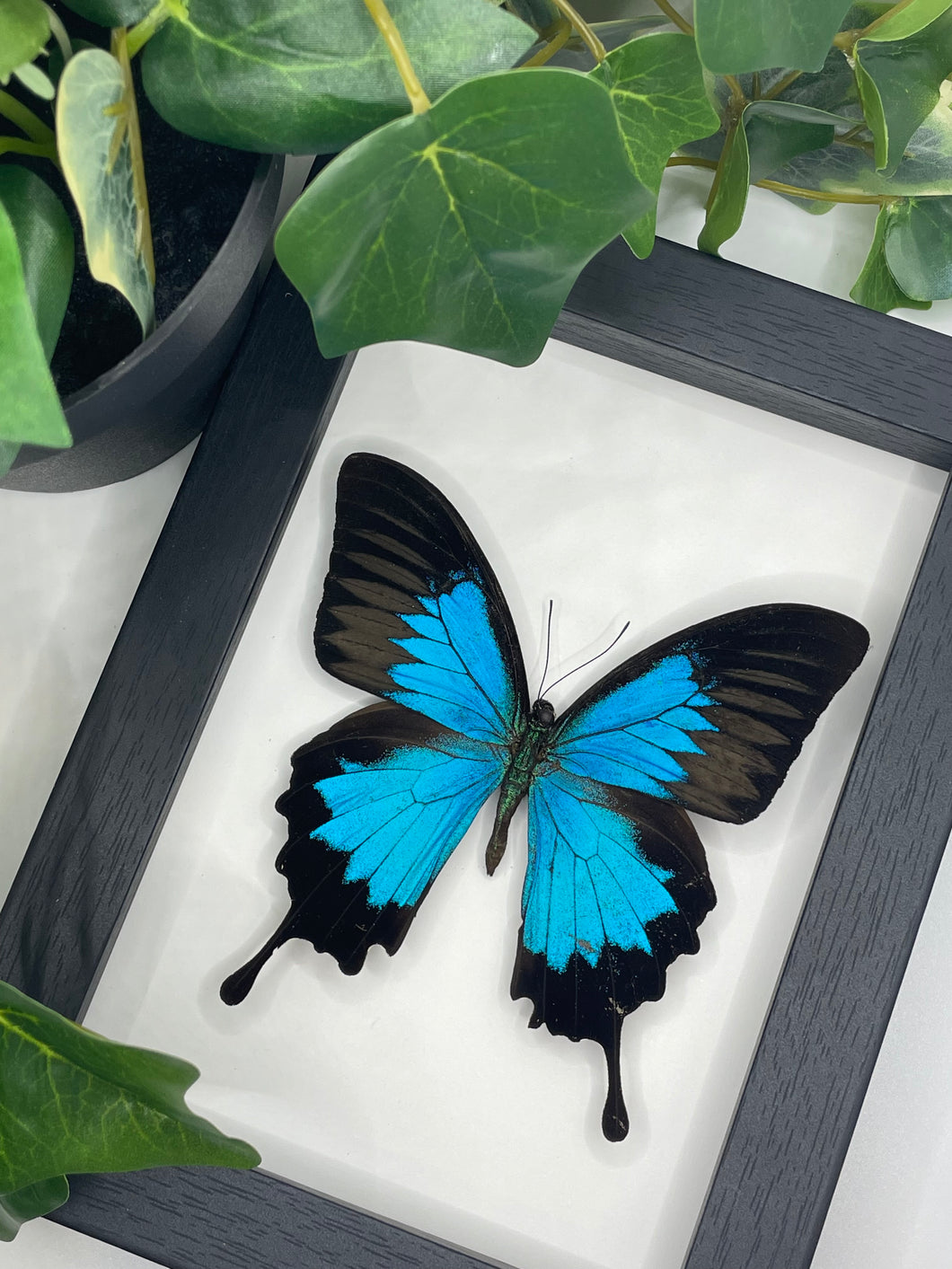 Papilio Ulysses / Blue Emperor Swallowtail Butterfly in a frame