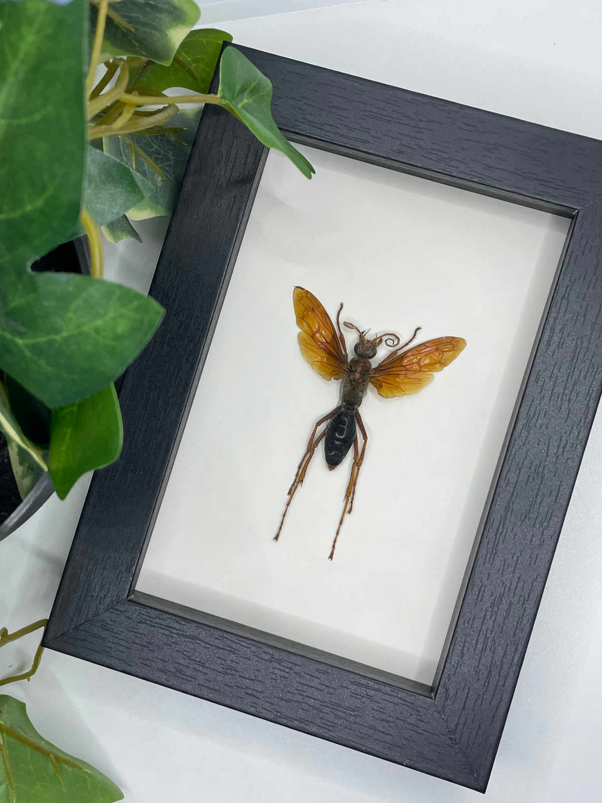 XL Golden Wasp / Batozonellus Annulatus in a frame