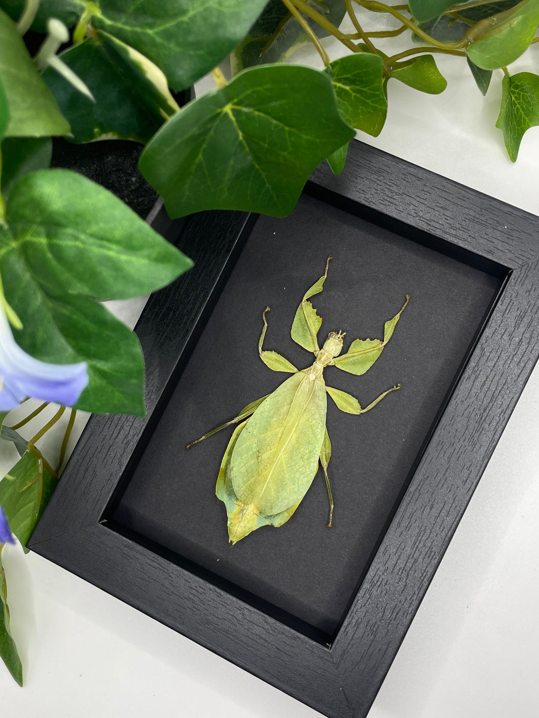 Leaf Insect / Phyllium Celebicum in a frame | BLACK