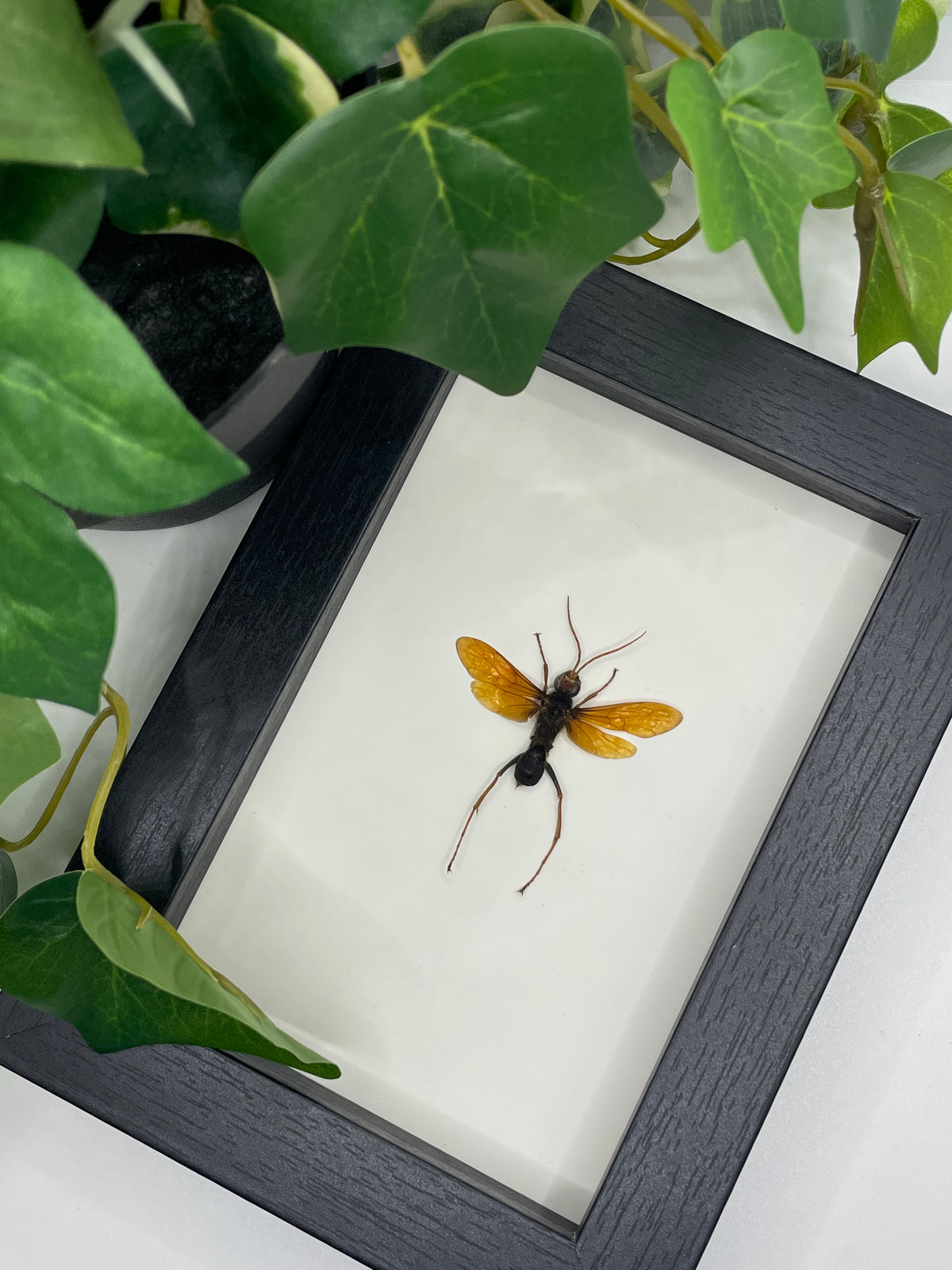 Golden Wasp / Batozonellus Annulatus in a frame (A-)