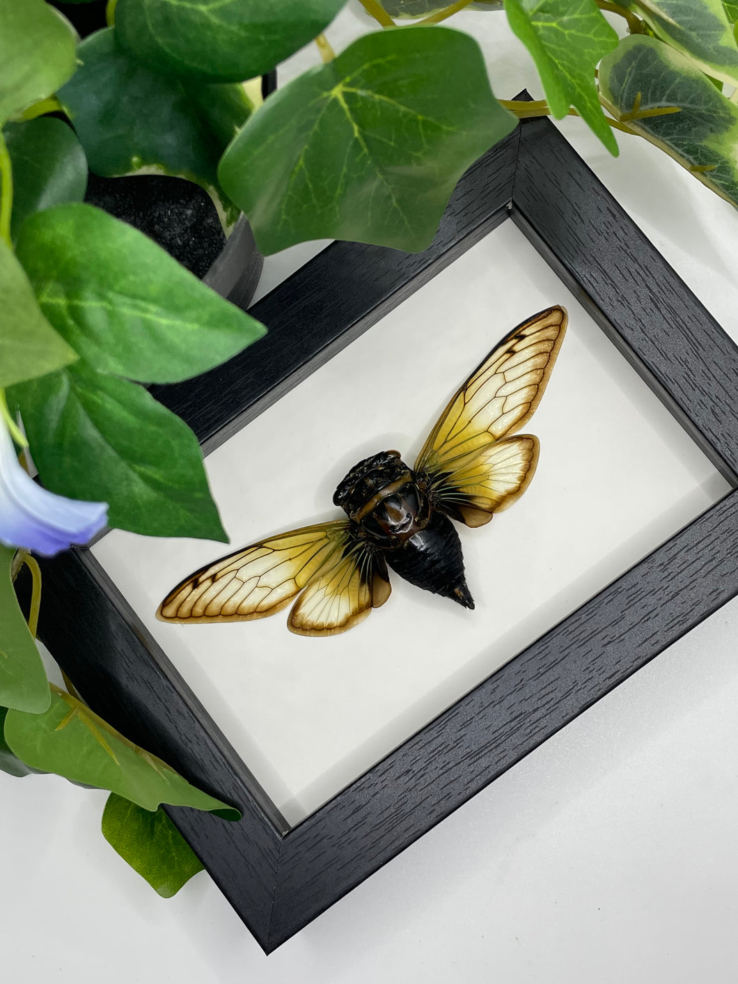 Java sp. Cicada in a frame