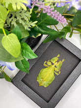 Load image into Gallery viewer, Phyllium Pulchrifolium / Leaf Insect in a frame - Black
