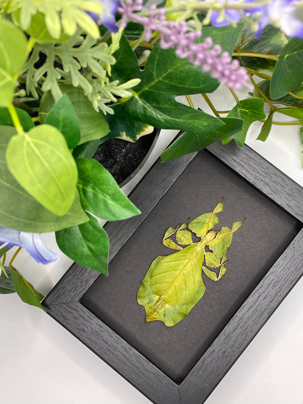 Phyllium Pulchrifolium / Leaf Insect in a frame - Black