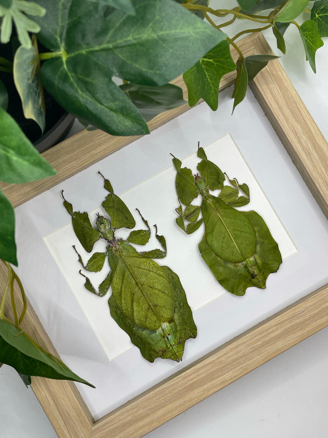 Duo Female Leaf Insect frame