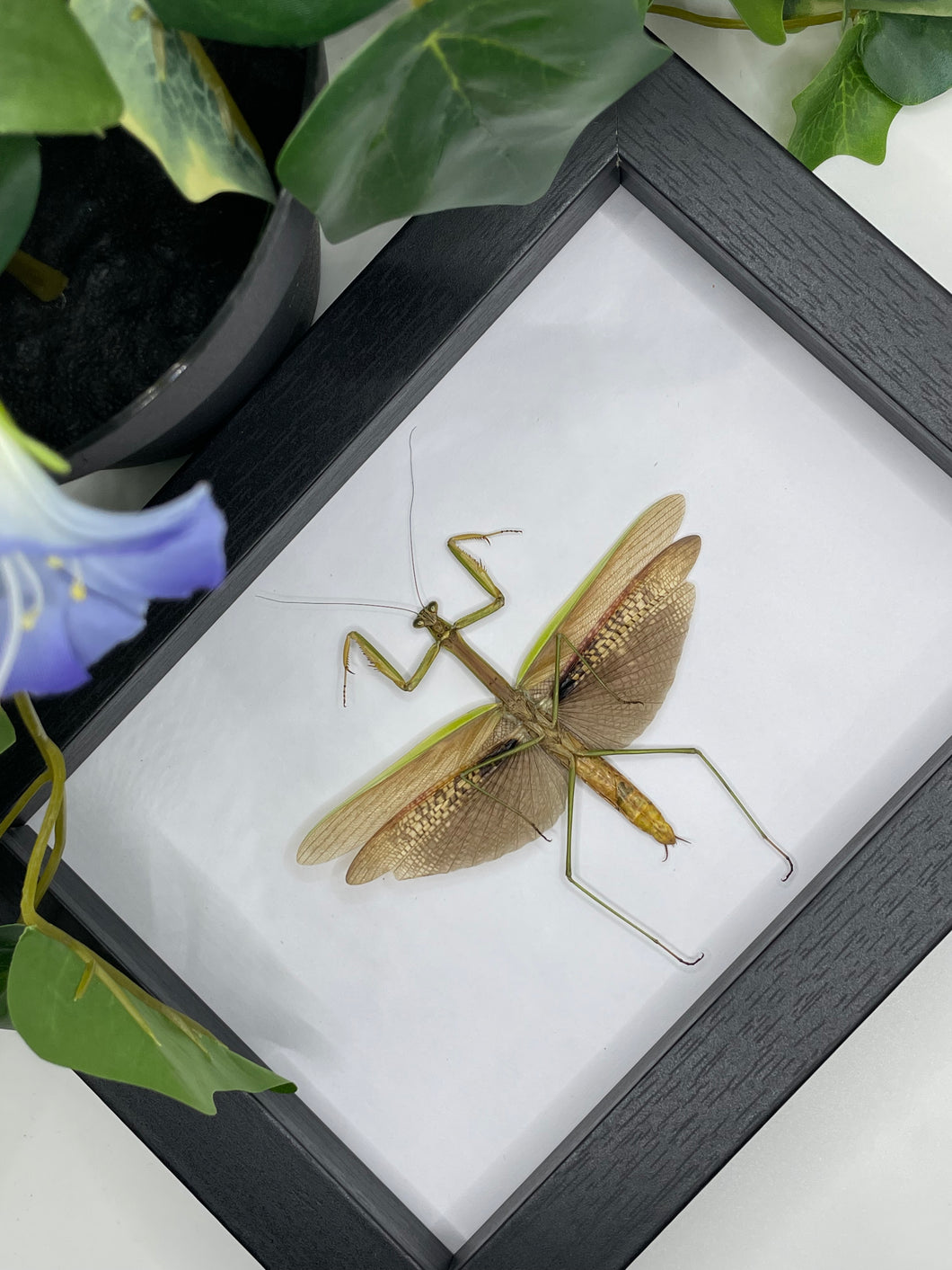 Mantis sp. / Tenodera aridifolia in a frame