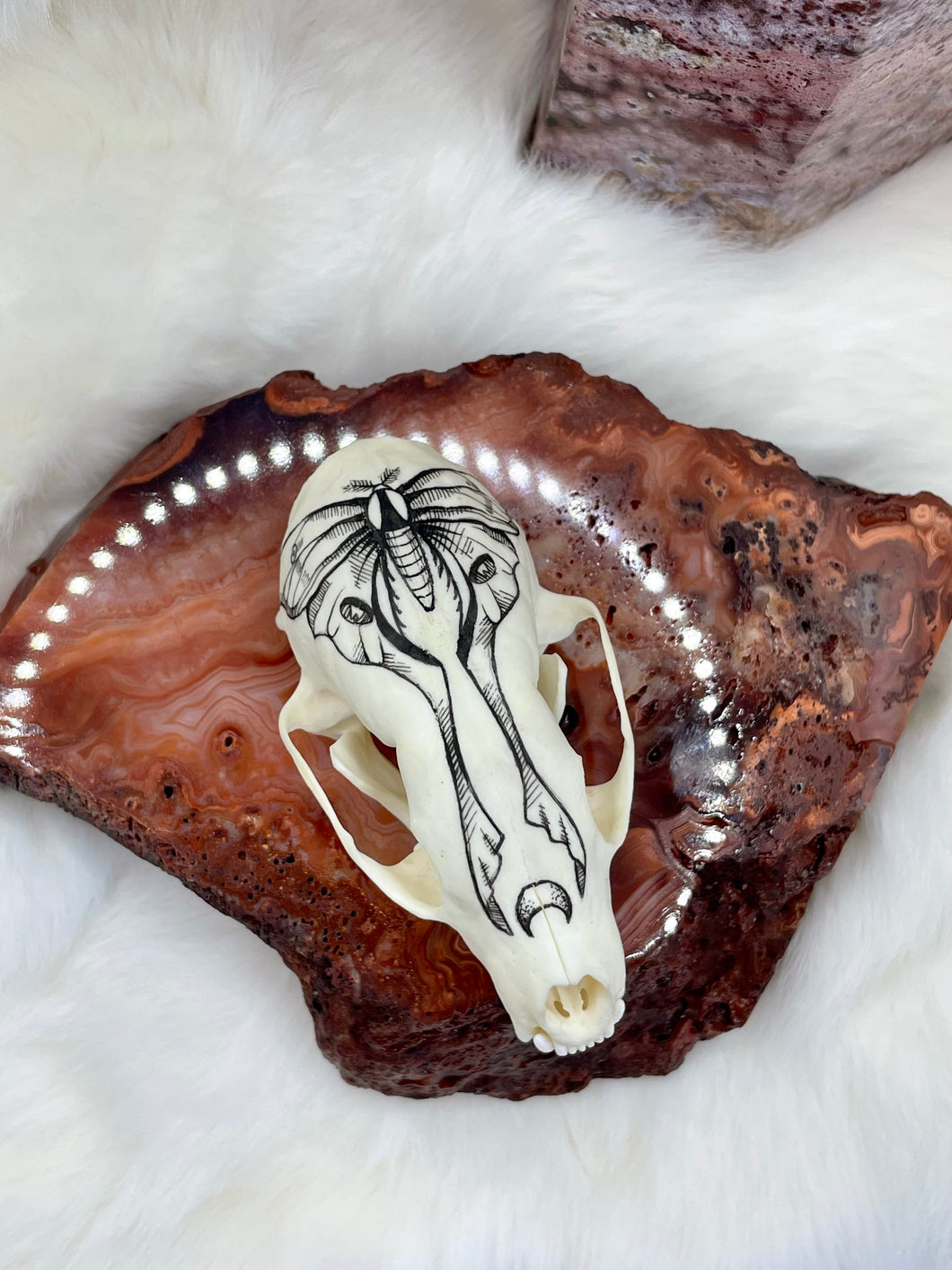 Hand Painted Marten Skull - Moon Moth