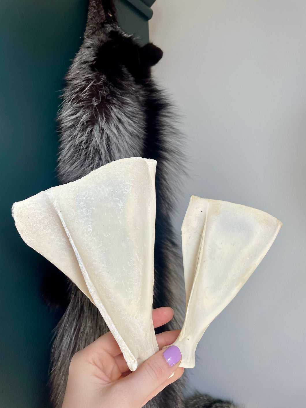 Scapula Bone