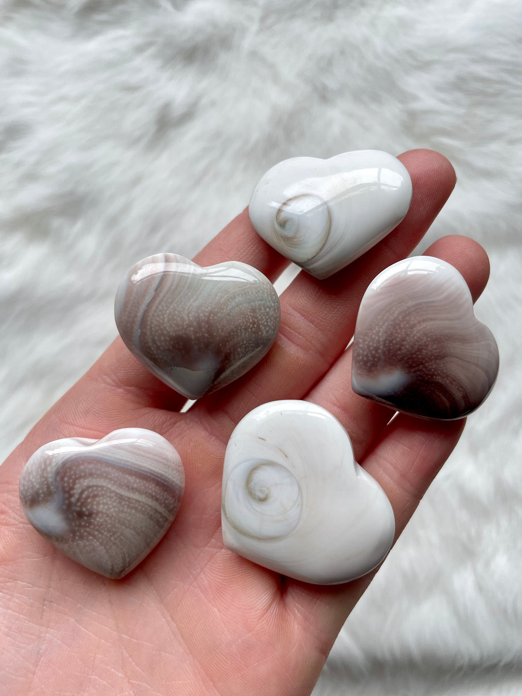 Shell Heart Fossil Carving