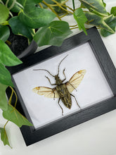 Load image into Gallery viewer, Longhorn Beetle / Neocerambyx Gigas in a frame

