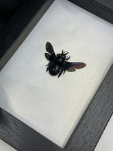 Load image into Gallery viewer, Black Carpenter Bee /  Xylocopa Latipes in a frame | Glitter background
