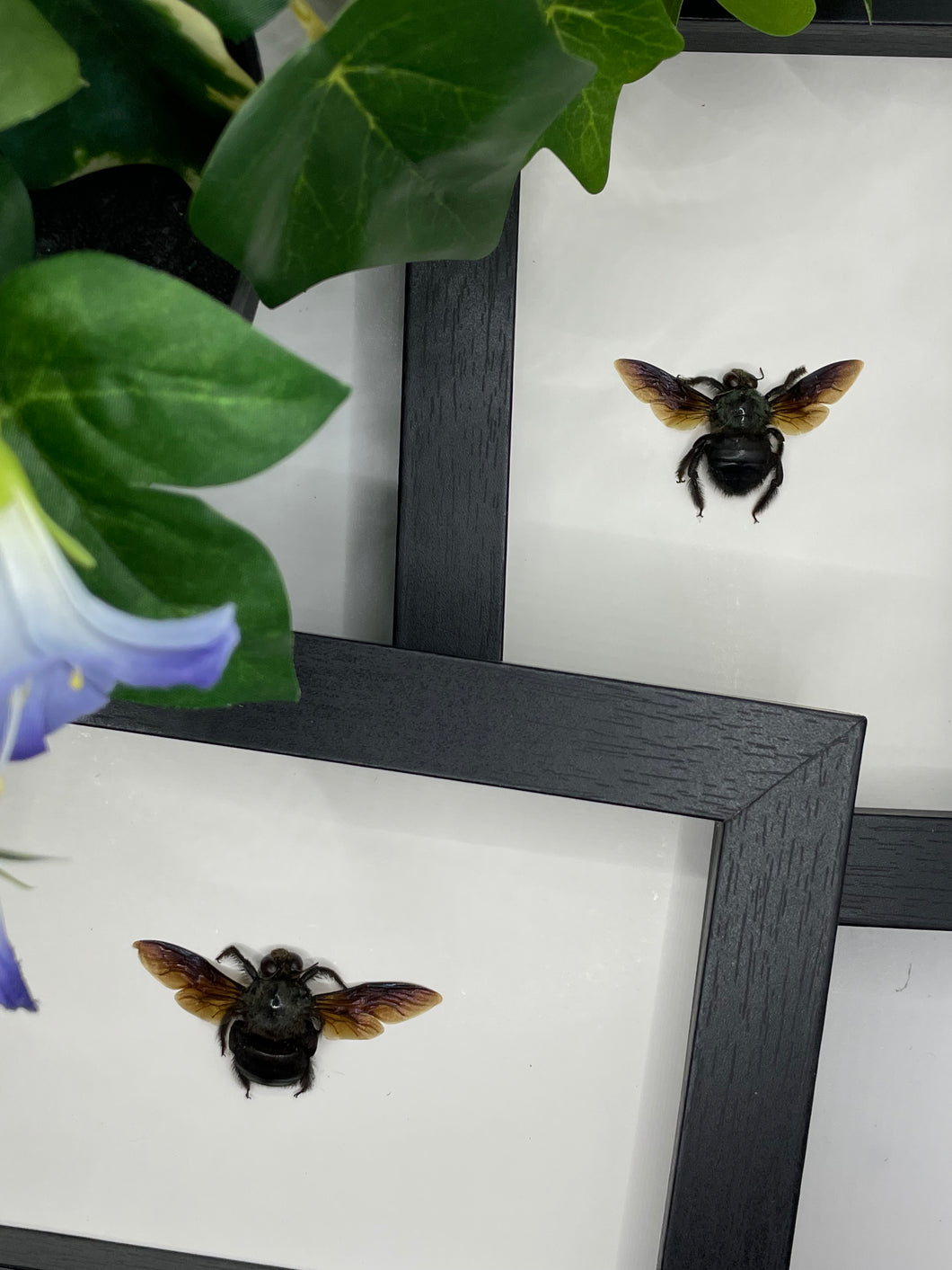 Carpenter Bee / Xylocopa Caerulea in a frame