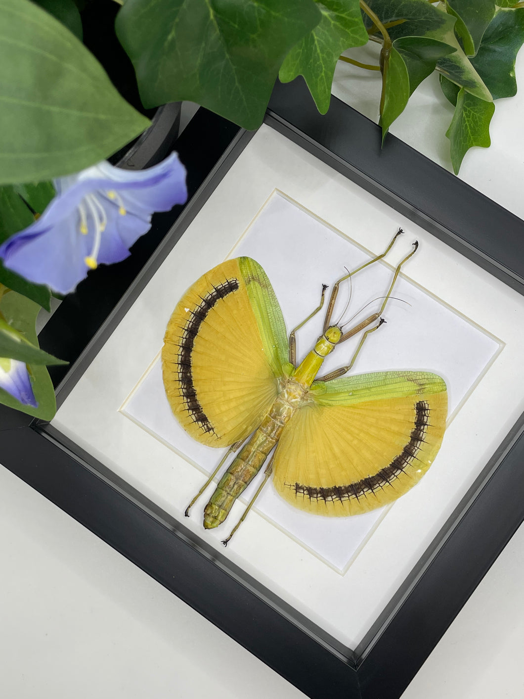 Yellow Umbrella Stick Insect / Tagesoidea Nigrofasciata in a frame