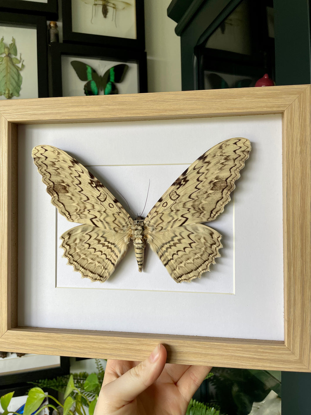 White Witch Moth / Thysania Agrippina in a frame | Oak Frame