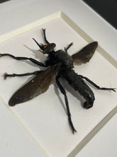 Load image into Gallery viewer, Robber Fly / Microstylum Cilipes in a frame
