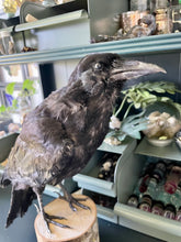 Load image into Gallery viewer, “Kelly” Taxidermy Crow
