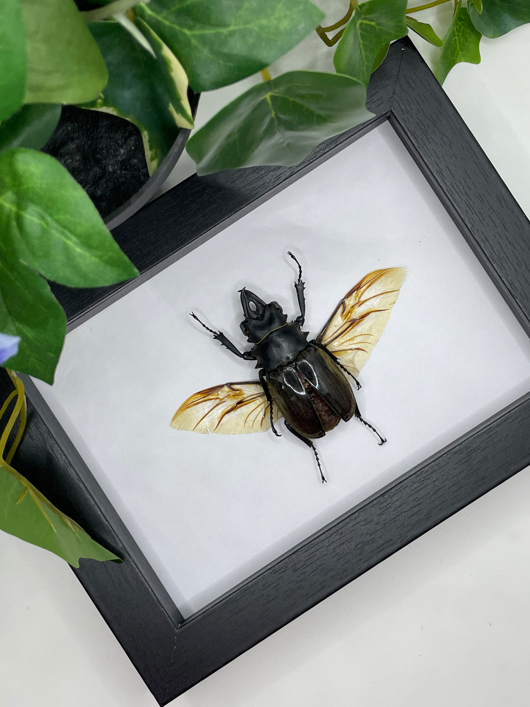 Spread Lucanidae Beetle in a frame #3