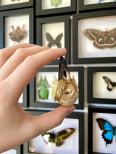 Load image into Gallery viewer, Non Native Crow Skull
