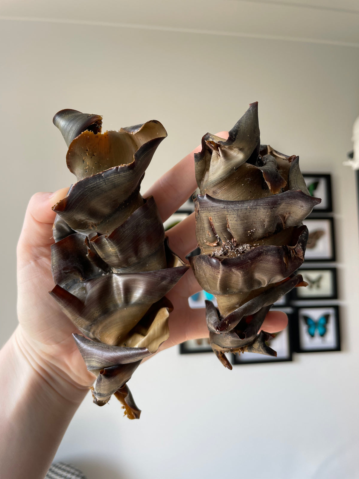 Shark Egg Capsule