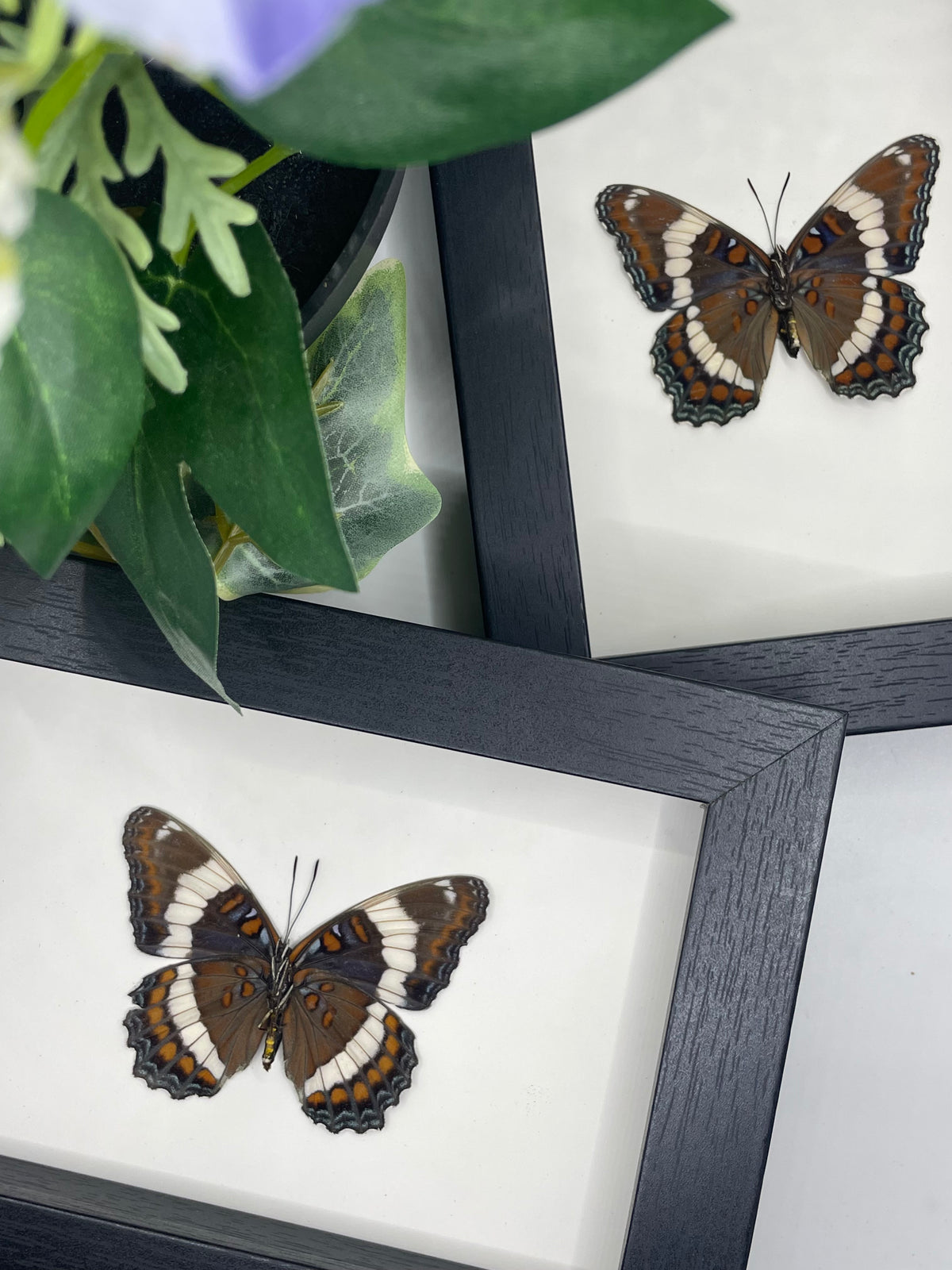 White Admiral Butterfly / Limenitis Arthemis in a frame